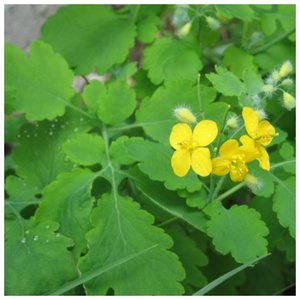Celandine