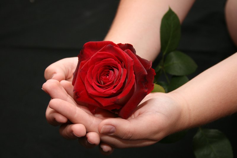 Actions avec une rose dans un rêve Actions avec une rose dans un rêve