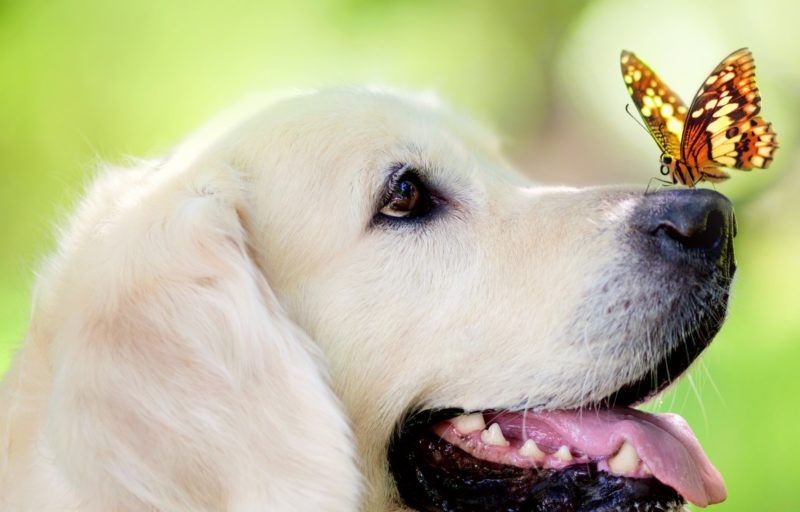 Dog par Miller's Dream Book Dog par Miller's Dream Book