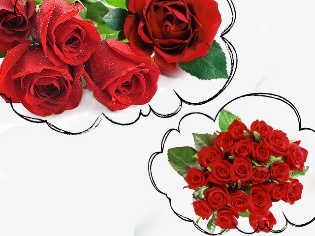 Rêve de roses Rêve de roses