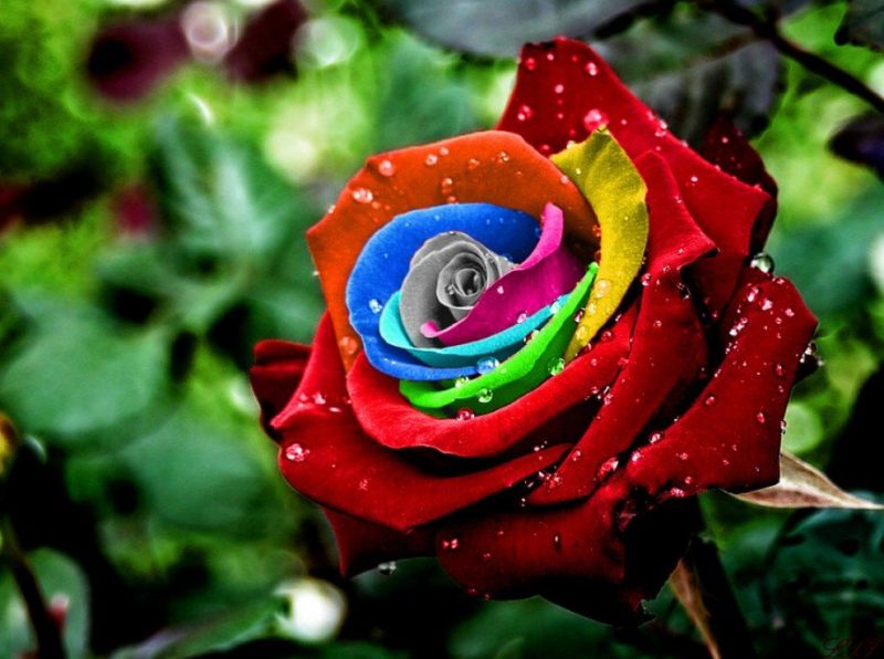 La couleur d'une rose en rêve La couleur d'une rose en rêve