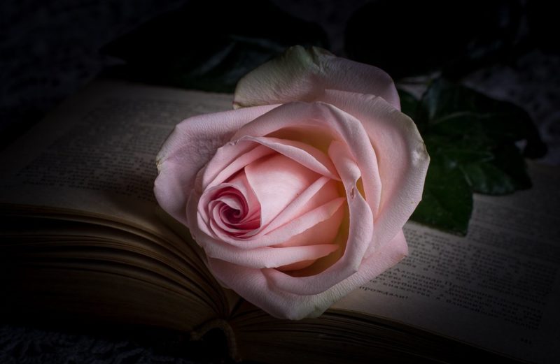 Rose par des livres de rêves Rose par des livres de rêves