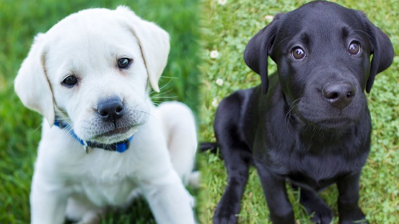 Si vous rêvez de chien noir et blanc Si vous rêvez de chien noir et blanc