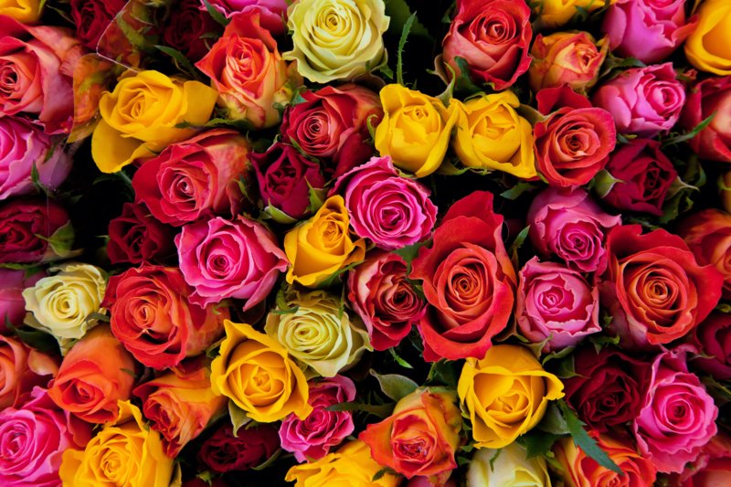 Des roses de couleurs différentes dans un rêve Des roses de couleurs différentes dans un rêve