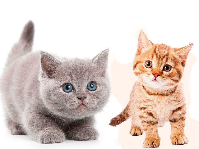 platya -—- copie -—- copie