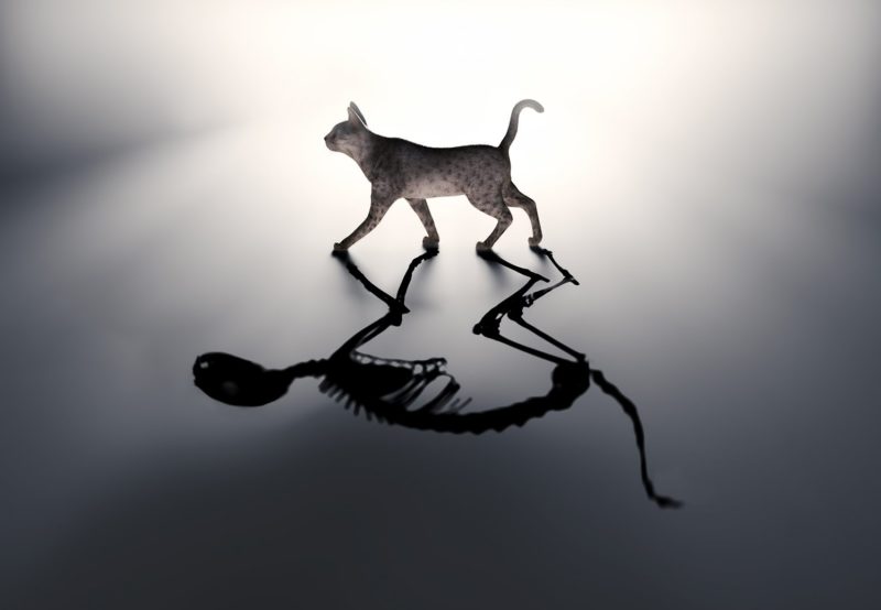 Tuer l'animal dans un rêve Tuer l'animal dans un rêve