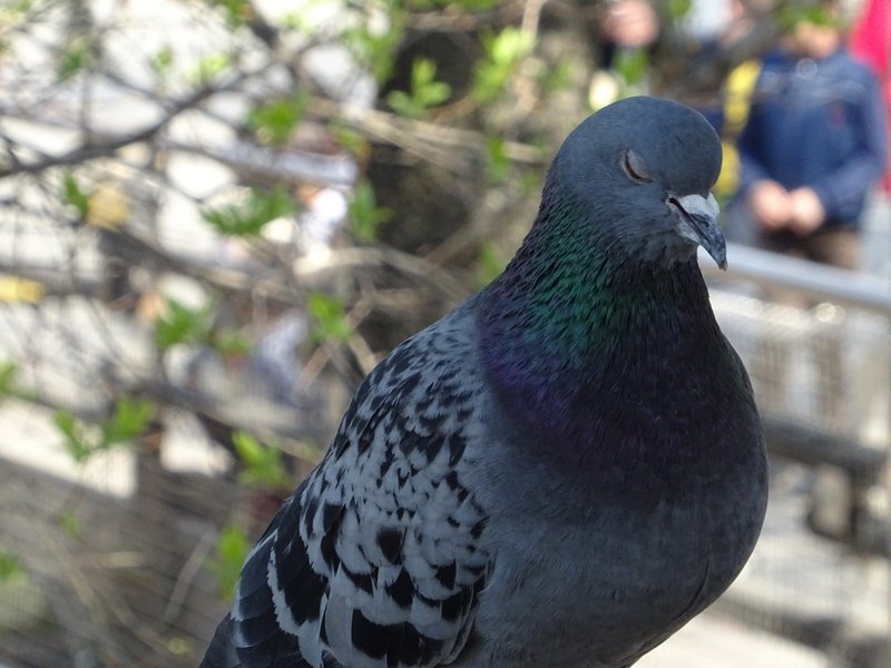 La taille d'une colombe dans un rêve