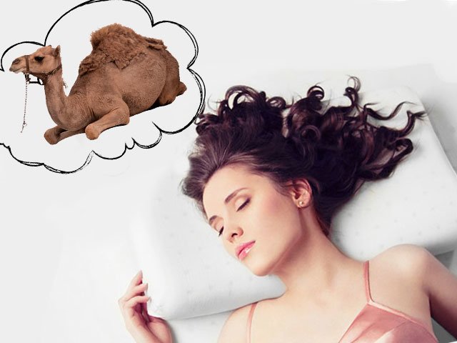 Rêve de chameau Rêve de chameau