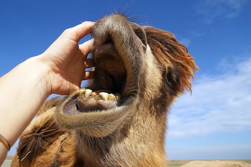 Chameau dans un rêve Chameau dans un rêve
