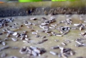 Semoule aux pruneaux et graines