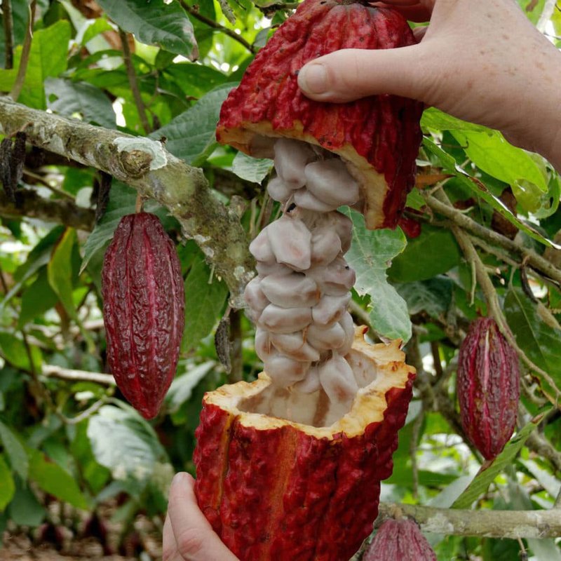 Fruit de Cacao mûr Fruit de Cacao mûr